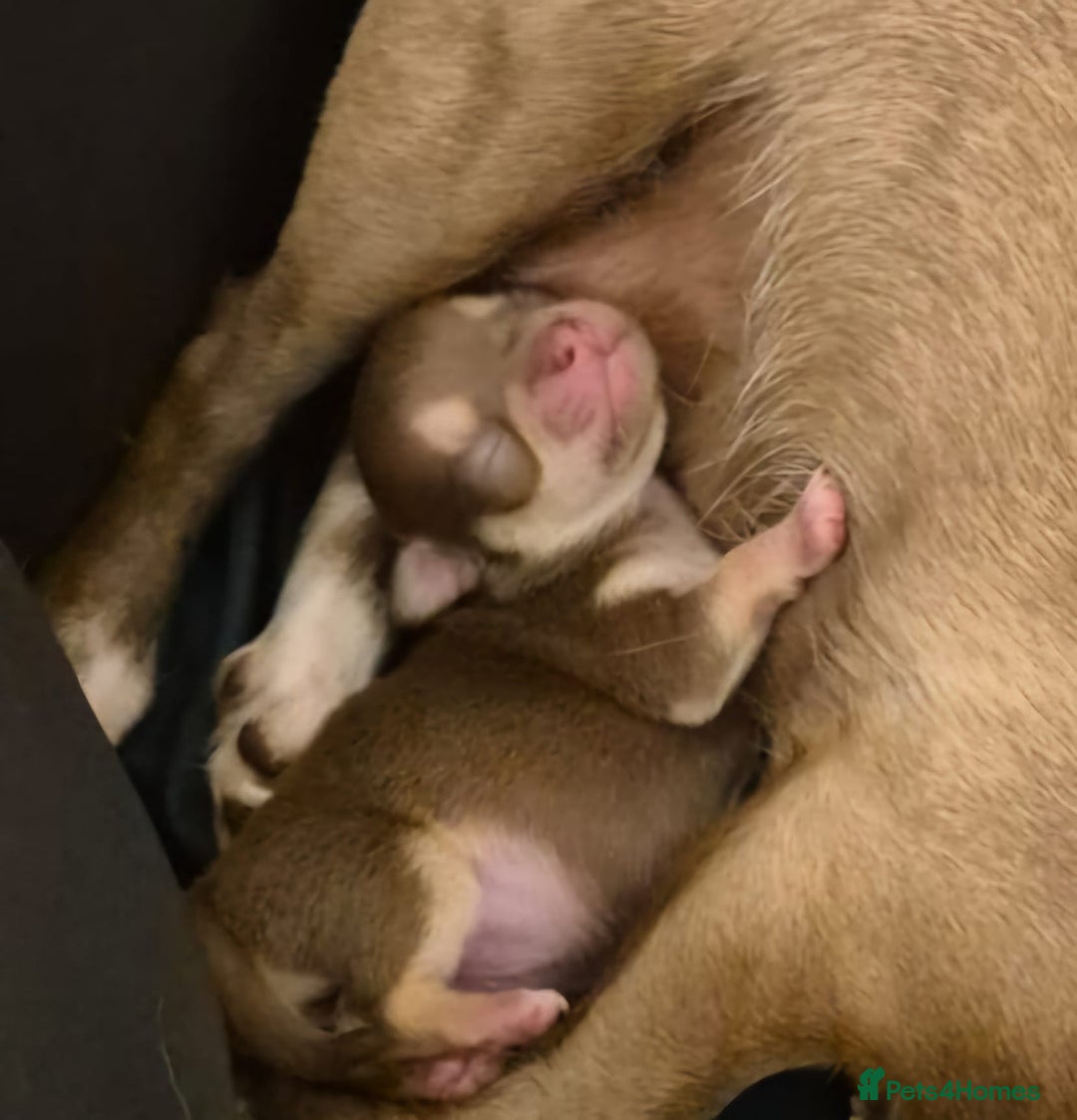 Chihuahua dogs for sale: Little boy is looking  for his forever  home - Image 4