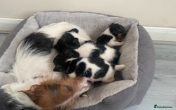 Jack Russell dogs for sale: Jackrussel boys  - Image 2