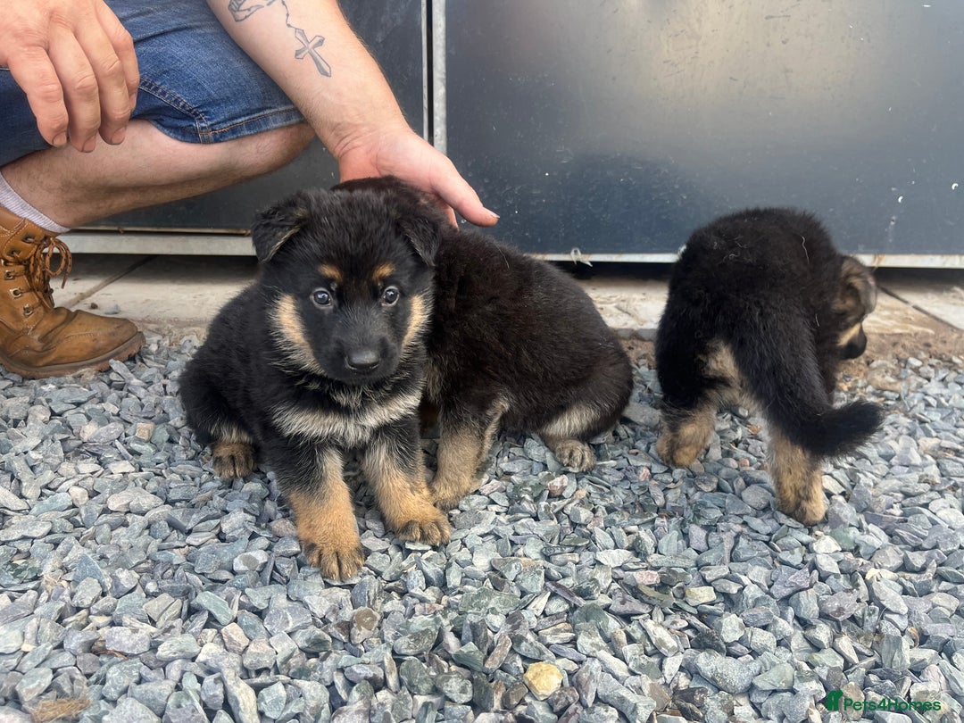 German Shepherd dogs for sale: German shepherd puppies  - Image 4