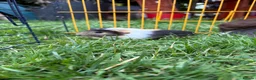 Guinea Pig rodents for sale: Beautiful friendly guinea pigs - Advert 6