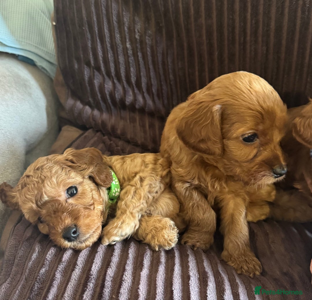 Cavapoo dogs for sale: Toy cavapoo  - Advert 10