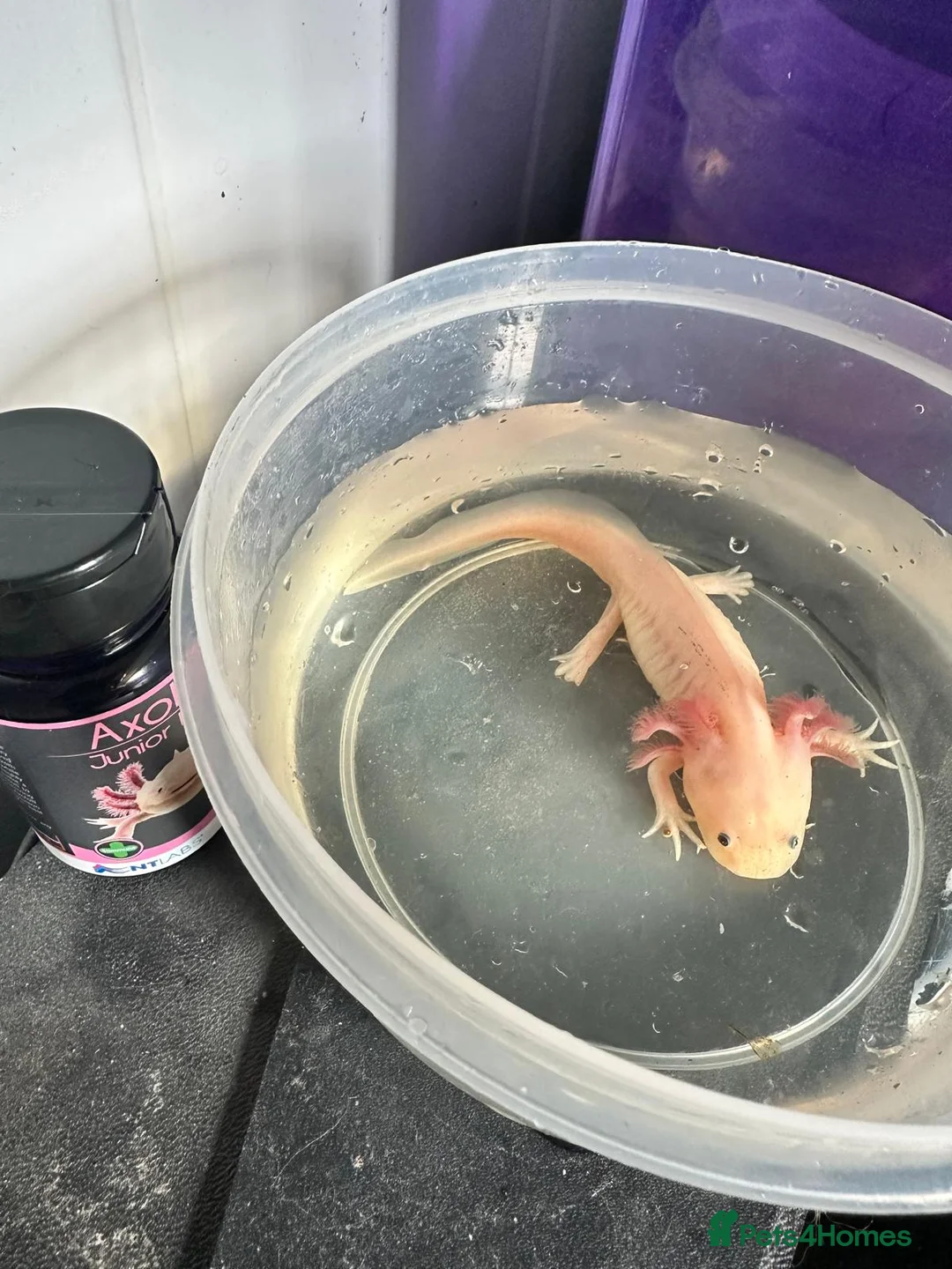 Other/Mixed Breed fish for sale: Axolotls for sale in Axminster - Advert 2