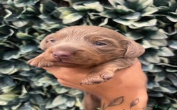 Miniature Dachshund dogs for sale: Long haired Isabella and tan miniature dachshund  - Image 20