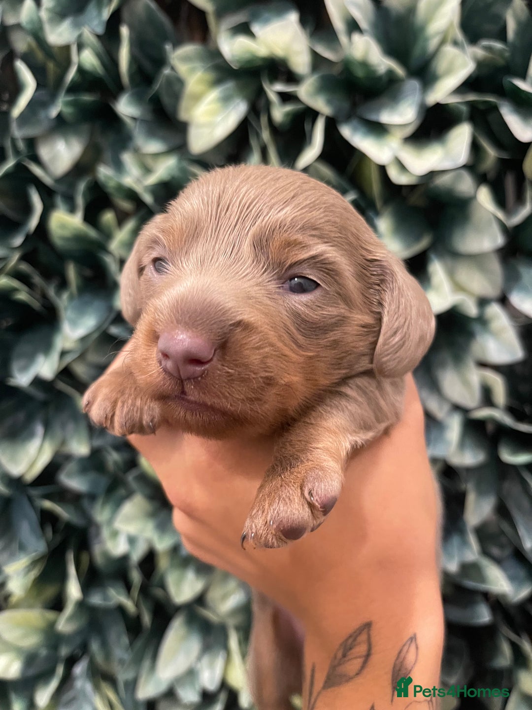 Miniature Dachshund dogs for sale: Long haired Isabella and tan miniature dachshund  - Image 20