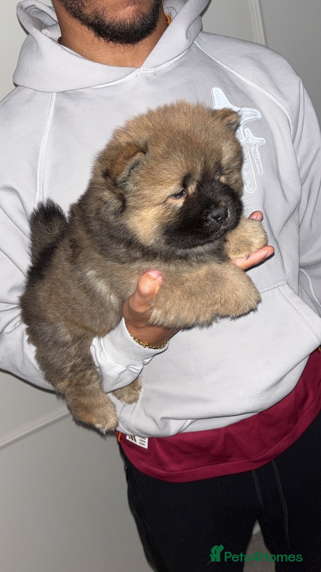 Chow Chow dogs for sale: 5 Gen Pedigree Chow Chow Puppies - Advert 14