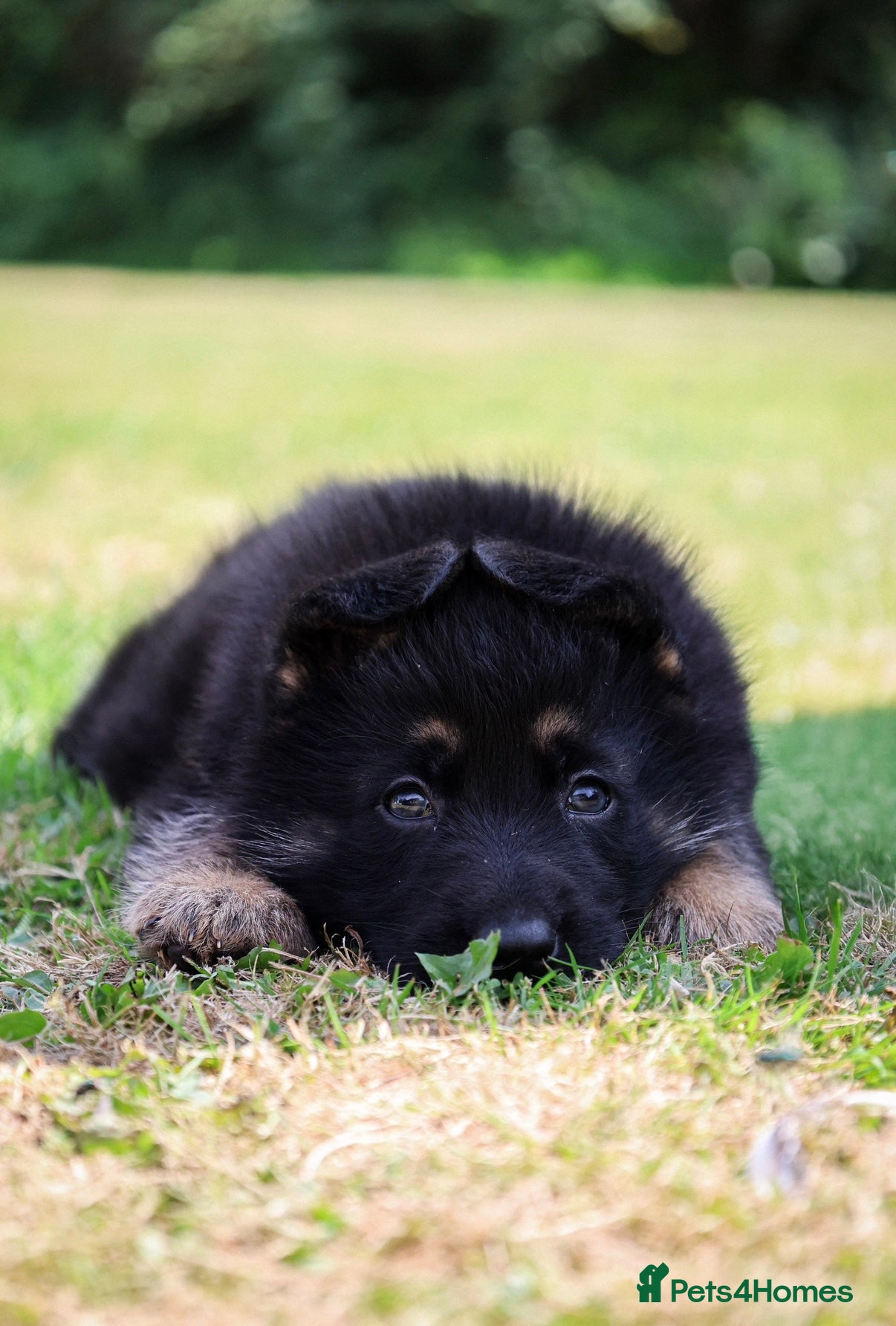 German Shepherd dogs KC health tested parents 💙 - Advert 4