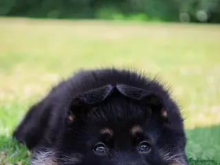 German Shepherd dogs KC health tested parents 💙 - Advert 4