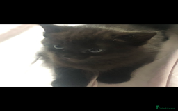Domestic Shorthair cats for sale: Female kittens  - Image 1