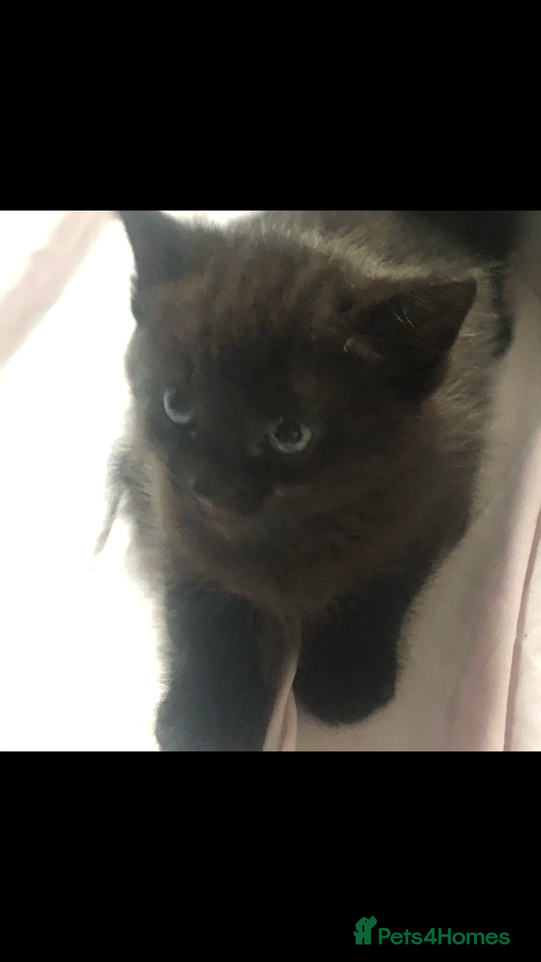 Domestic Shorthair cats for sale: Female kittens  - Image 1