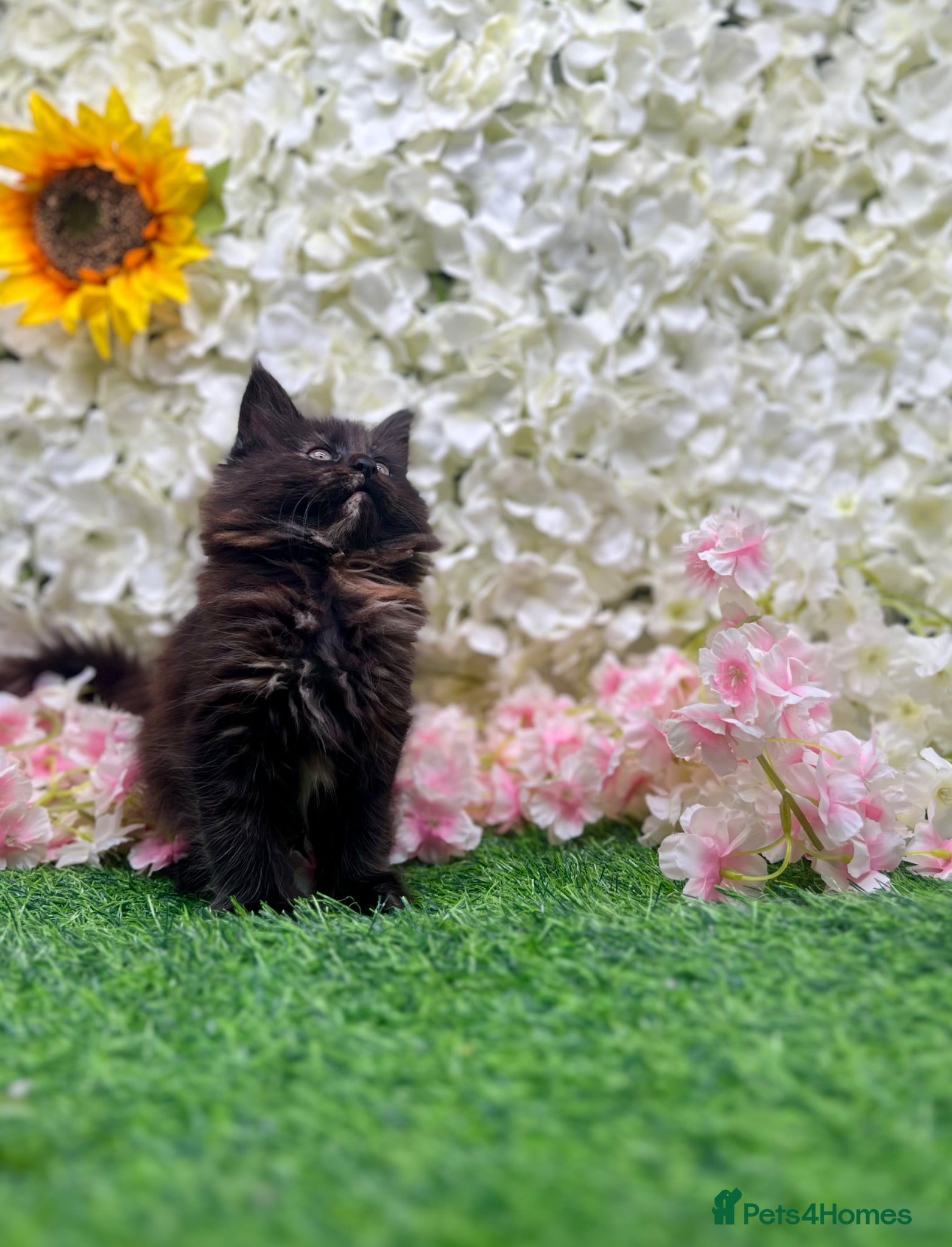 Maine Coon cats Beautiful Tica Maine Coon babies  - Advert 4