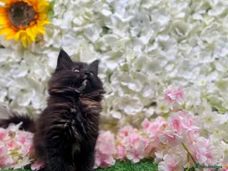 Maine Coon cats Beautiful Tica Maine Coon babies - Advert 4