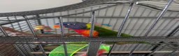 Lorikeets birds for sale: Rainbow lorikeet  - Advert 1