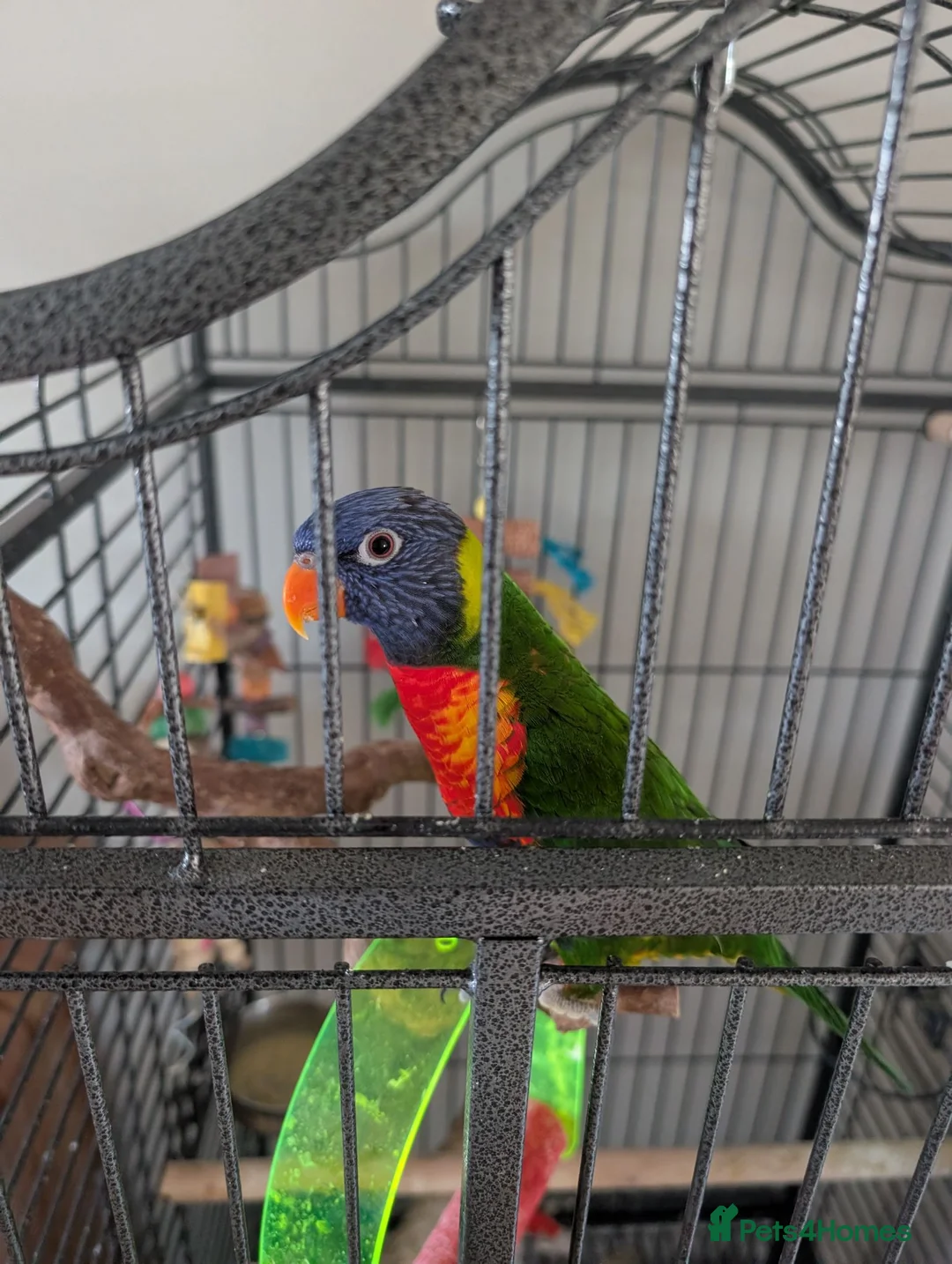 Lorikeets birds for sale: Rainbow lorikeet  - Advert 1