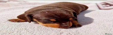 Dachshund 1