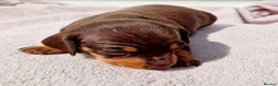 Dachshund dogs for sale: PRA CLEAR DACHSHUND - Advert 4
