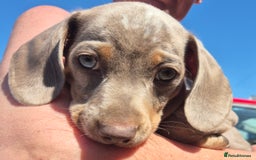 Dachshund dogs for sale: Beautiful kc isabella dapple dachshunds - Image 17