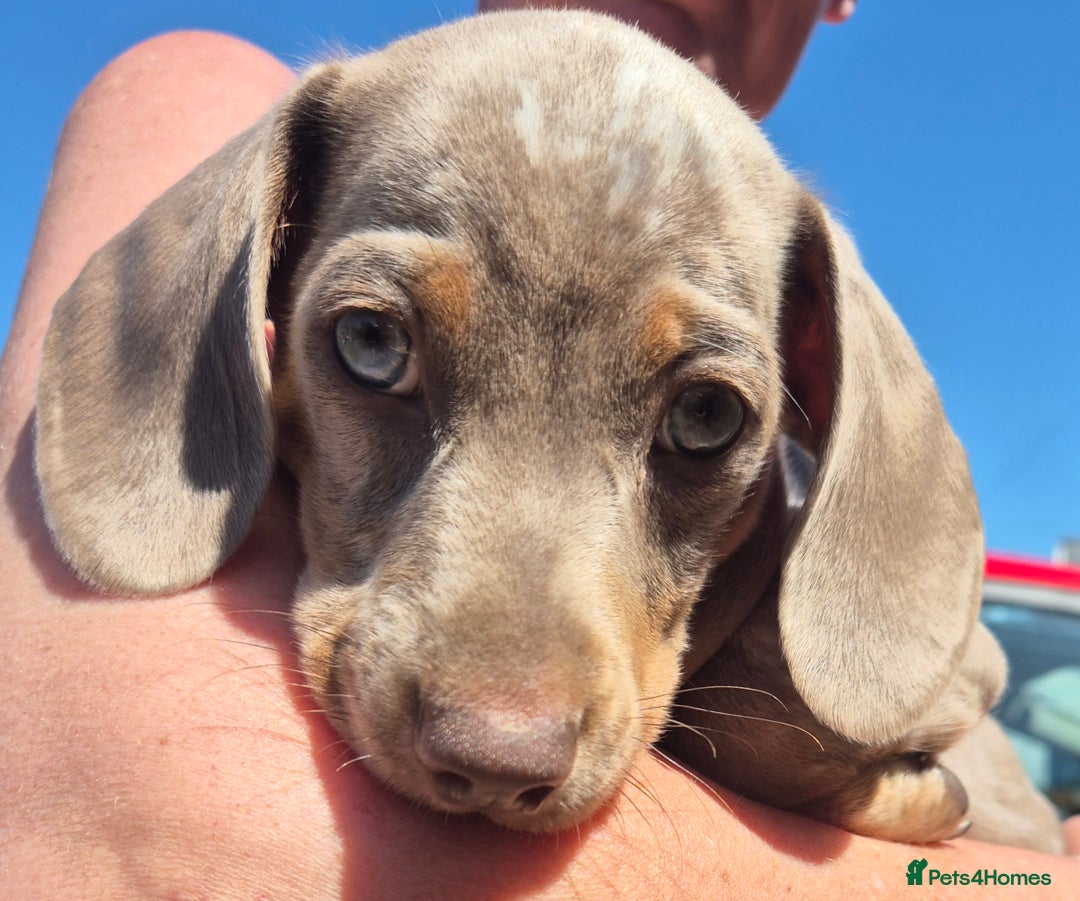 Dachshund dogs for sale: Beautiful kc isabella dapple dachshunds - Image 17