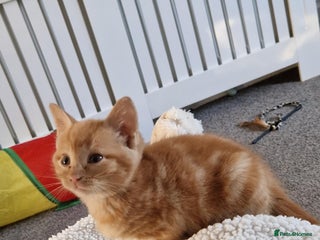 Mixed Breed cats - Advert 2