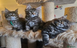 Maine Coon cats for sale: Gorgeous GCCF Maine Coons poss Active - Image 19