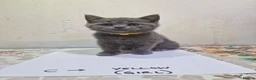 British Shorthair cats for sale: Premium Pedigree British Shorthair Kittens - Advert 9
