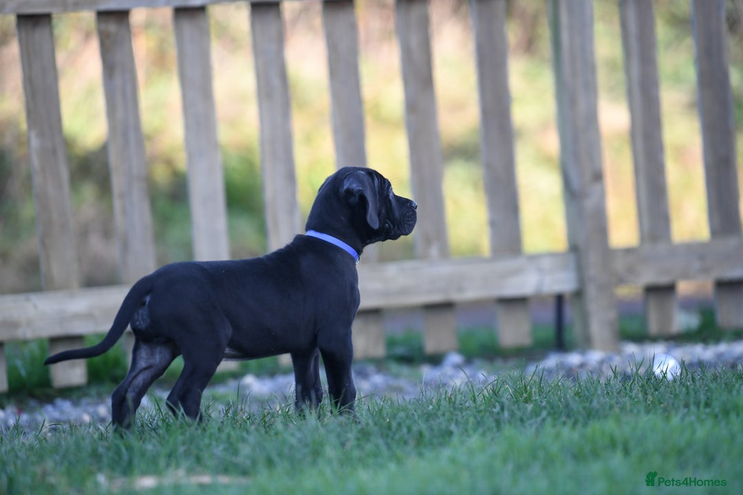 Cane Corso dogs for sale: Elite cane corso puppies  - Advert 24
