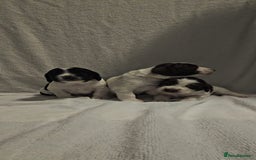 Sprocker dogs for sale: Adorable Sprocker Puppies  - Image 3