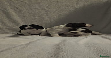 Sprocker dogs - Advert 7
