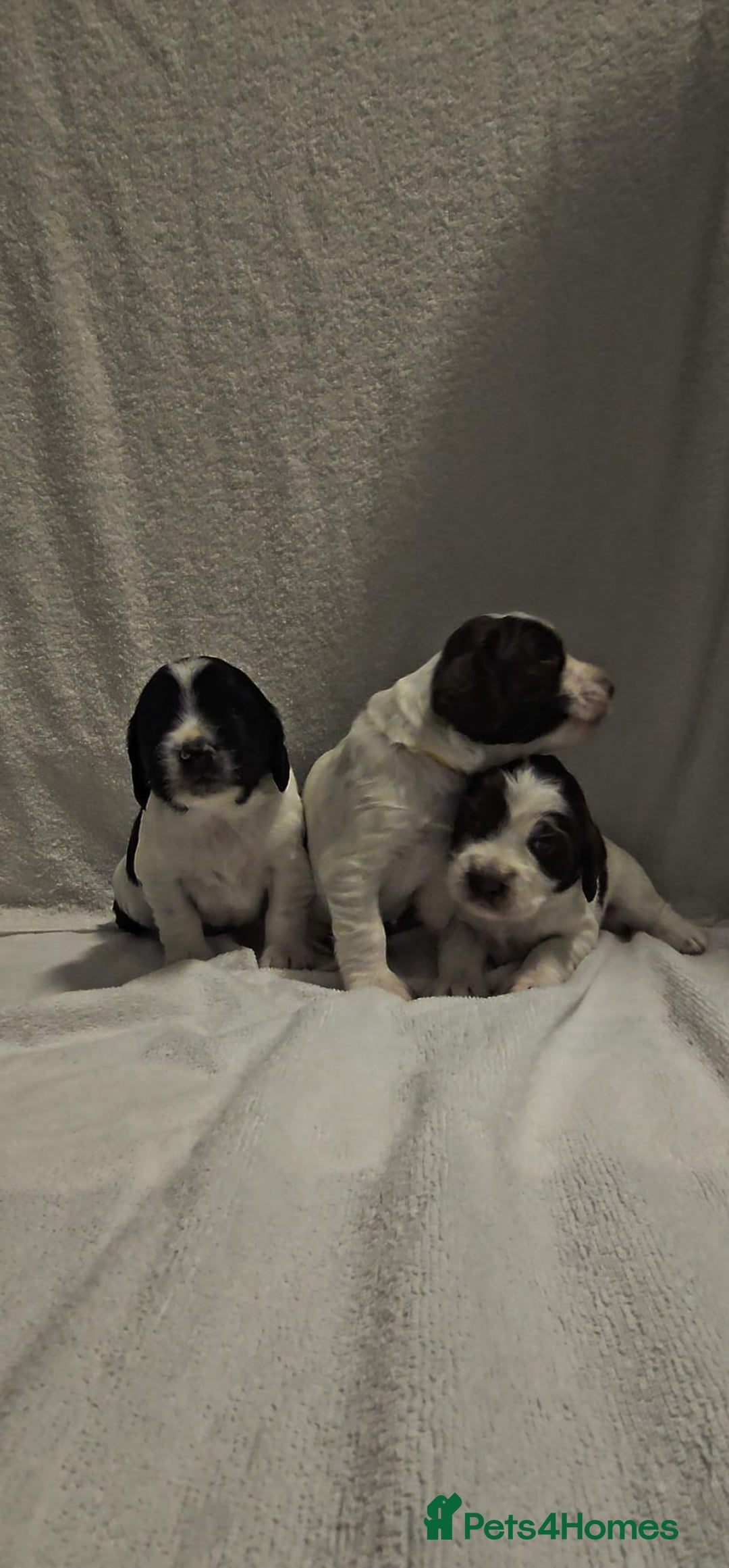 Sprocker dogs for sale: Adorable Sprocker Puppies  - Image 3