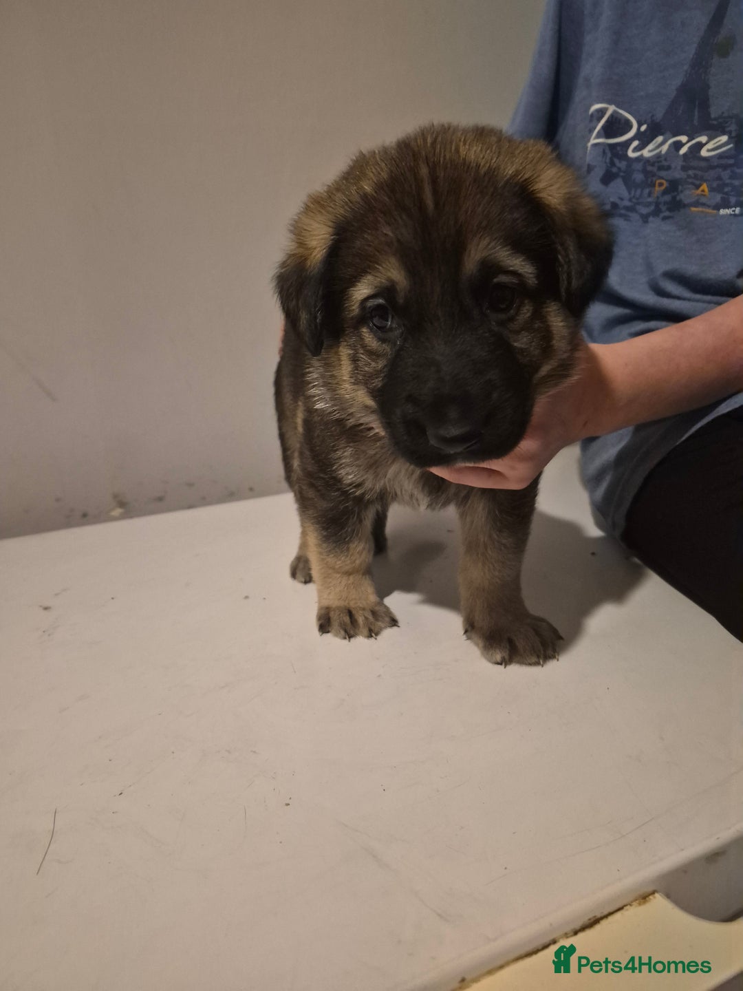 German Shepherd dogs for sale: 8 beautiful GSD puppies for sale  - Advert 25