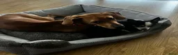 Mixed Breed dogs for adoption: Maya needs a loving home  - Advert 7