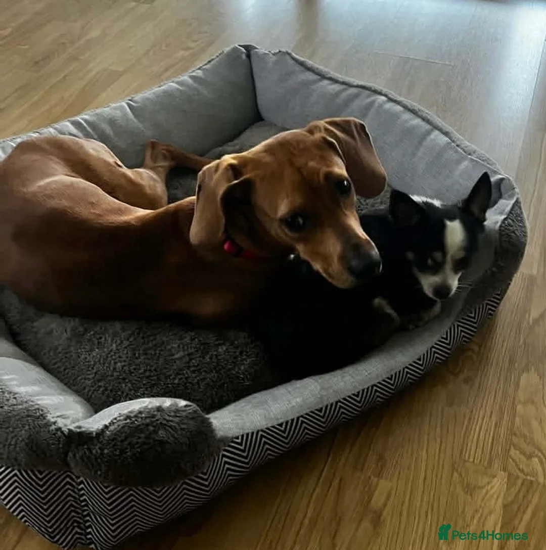 Mixed Breed dogs for adoption: Maya needs a loving home  - Advert 7
