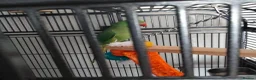 Parakeets birds for sale: Indian ring neck parrot  - Advert 7