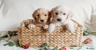 Golden Retriever dogs - Advert 1