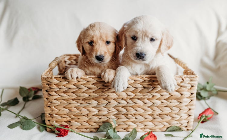 Golden Retriever dogs - Advert 11