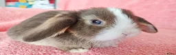 Mini Lop rabbits for sale: Baby mini lops for sale  - Advert 6