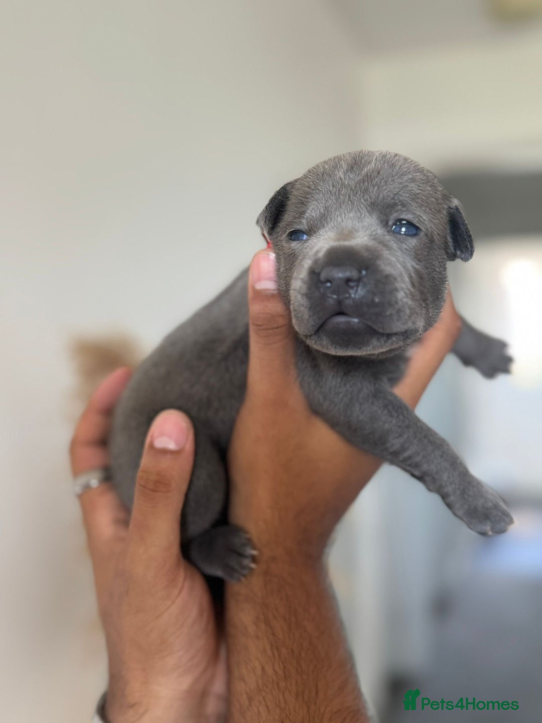 Staffordshire Bull Terrier dogs for sale: 😍😍 BEAUTIFUL & CHUNKY BLUES💙 - Image 16