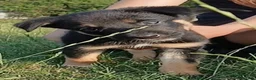 Mixed Breed dogs for sale: 2 lovely working collie/kelpie male puppies 4 sale - Advert 3