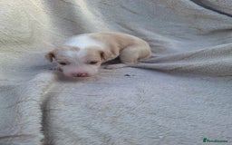 Mixed Breed dogs for sale: Spanish jack Russell (bodeguero) x border collie - Image 17