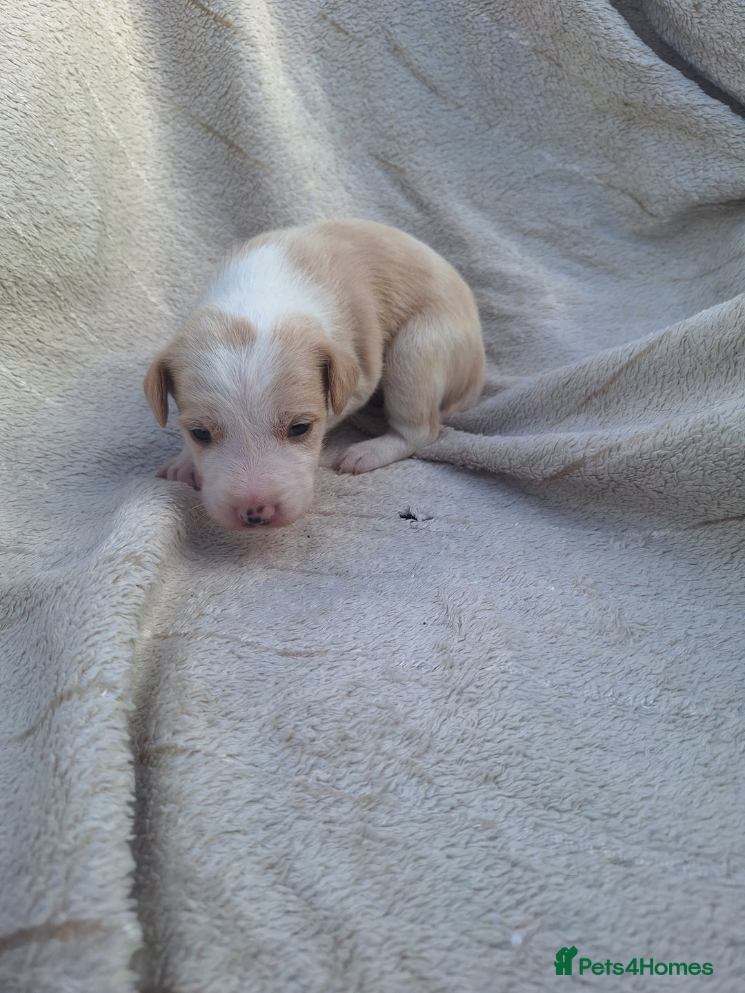 Mixed Breed dogs for sale: Spanish jack Russell (bodeguero) x border collie - Image 17