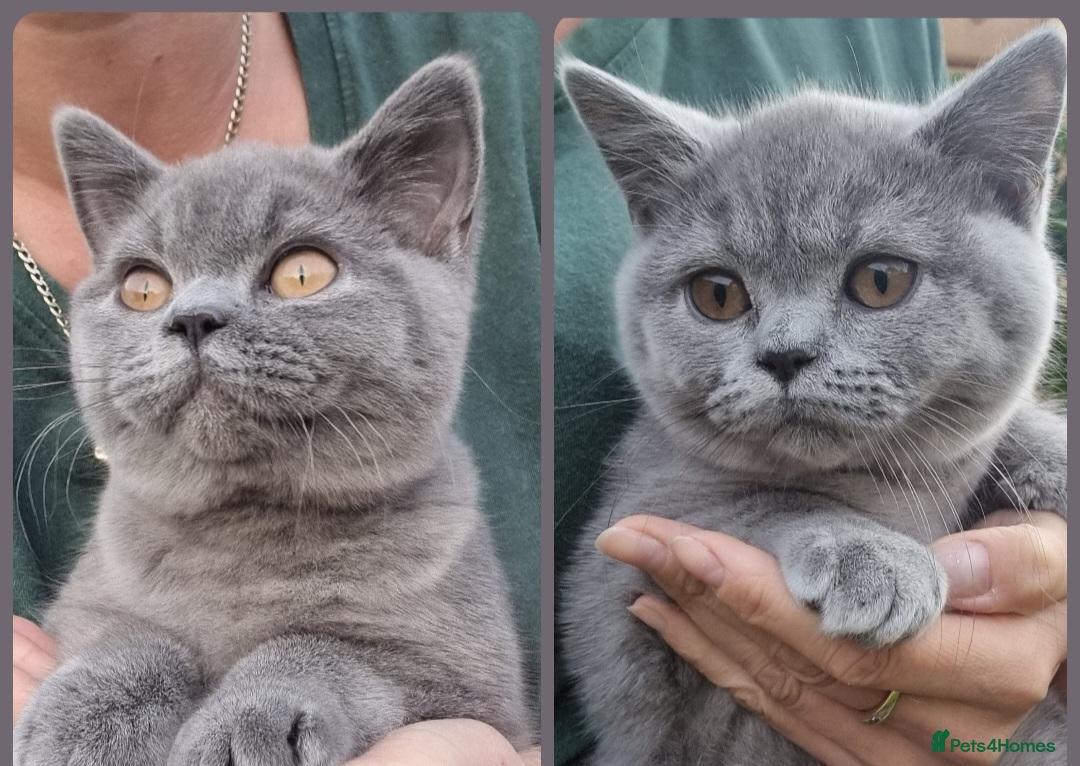 British Shorthair cats for sale: REDUCED PRICE available BSH kittens!!! - Advert 9