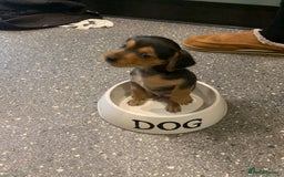 Mixed Breed dogs for sale: Miniature Dacshund/Miniature Yorkie ❤️❤️❤️ - Image 22