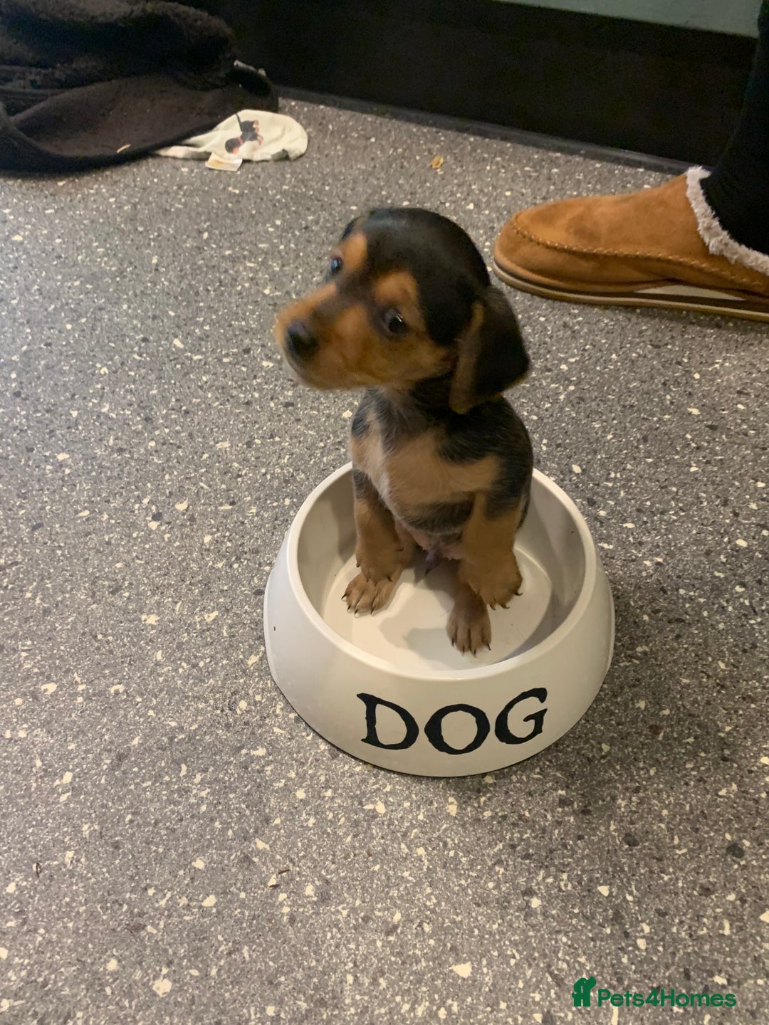 Mixed Breed dogs for sale: Miniature Dacshund/Miniature Yorkie ❤️❤️❤️ - Image 22