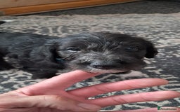 Mixed Breed dogs for sale: 3 boys  - Image 1