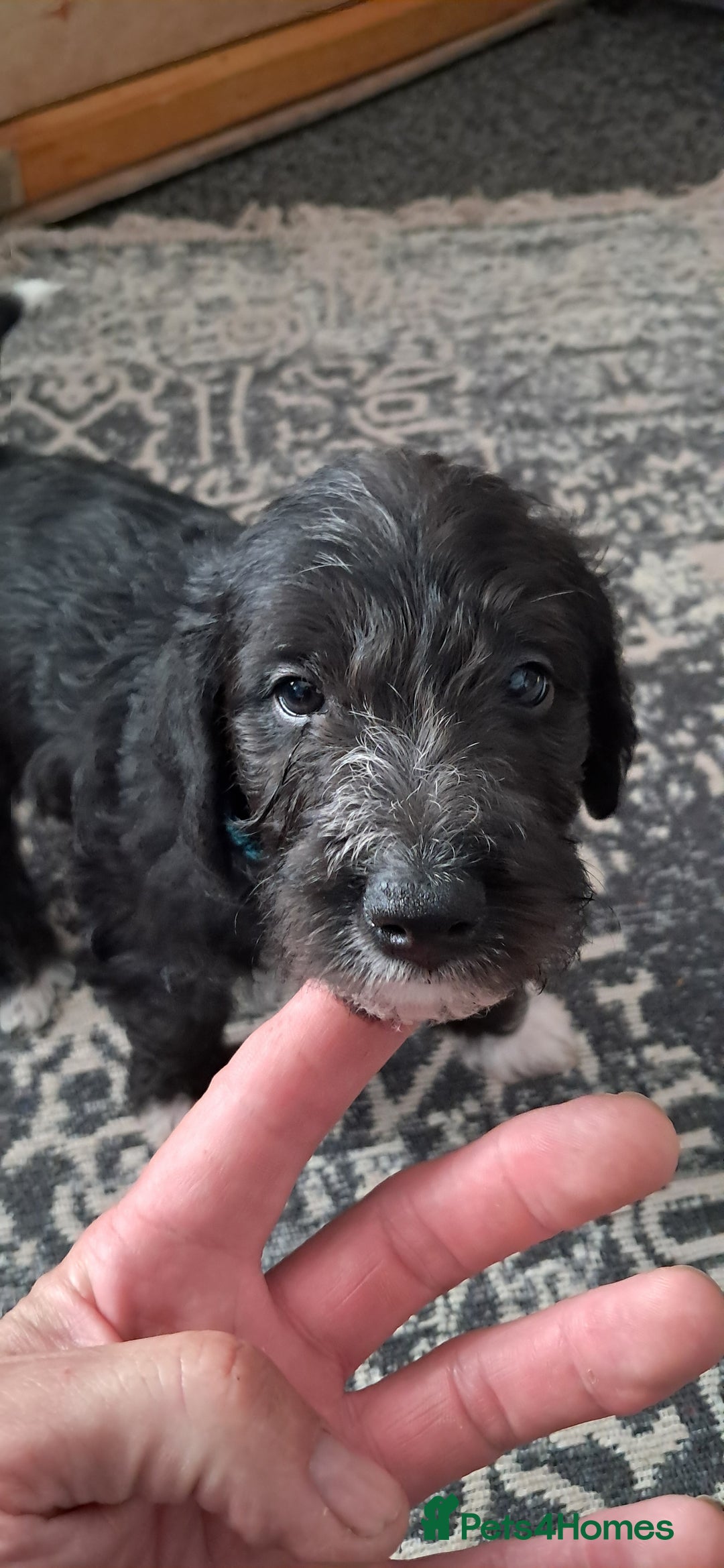 Mixed Breed dogs for sale: 3 boys  - Image 1