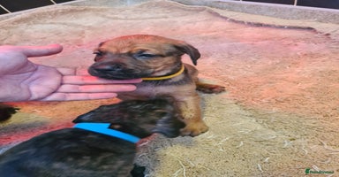 Mixed Breed dogs - Advert 13