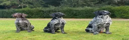 German Wirehaired Pointer dogs for stud: Black ticked GWP standing at Stud in Harrogate - Advert 16