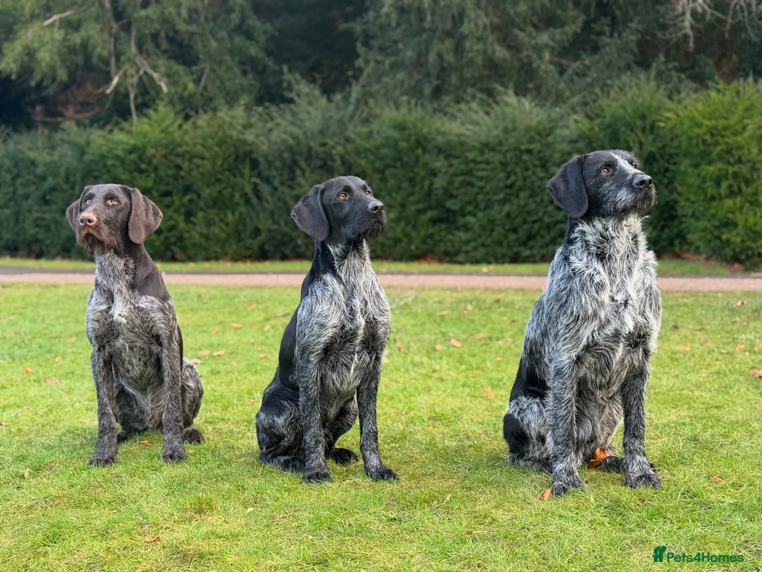 German Wirehaired Pointer dogs for stud: Black ticked GWP standing at Stud in Harrogate - Advert 16