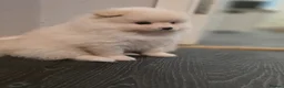 Pomeranian dogs for sale: Last girl!smalest one! - Advert 6