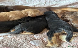 Cocker Spaniel dogs for sale: Kc reg show type cocker spaniel puppies  - Image 8