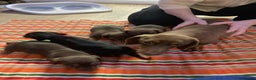 Miniature Dachshund dogs for sale: Miniature daschund puppies  - Advert 2